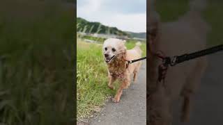 【しゃくれ犬クレール】 風を受けてオールバックになってしまうトイプードル 【犬の日常】
