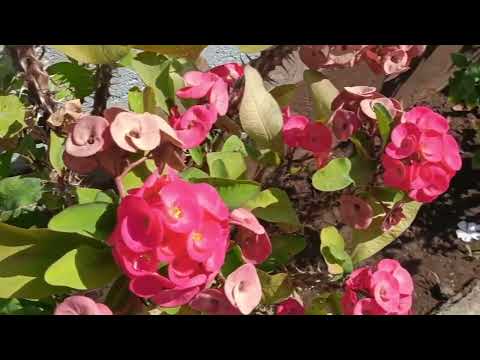 #my little garden#plants🪴flowers🥀