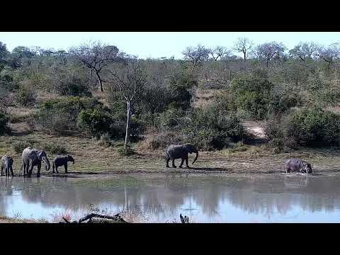 Djuma: Elephant chases Hippo back into the dam - 14:46 - 07/27/2022