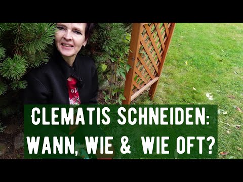 Clematis schneiden: wann, wie & wie oft?
