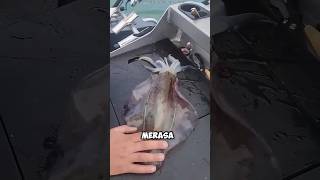 Download lagu Don't just catch black squid! #shortsvideo mp3 Download lagu Don't just catch black squid! #shortsvideo mp3