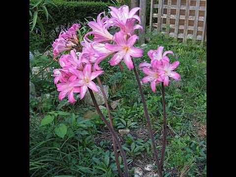 127 Summer Tomato Troubleshooting. The Naked Lady.