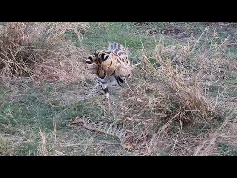 Serval cat wants to eat a puff adder