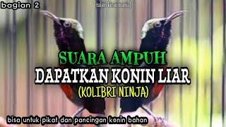 Download lagu Suara Pikat Konin Ribut Paling Jitu || Kolibri Ninja Langsung Kumpul (bagian 2) mp3