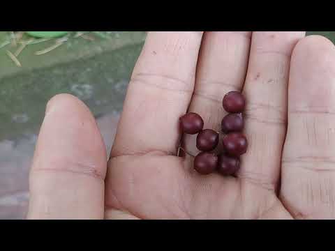 Ripe Hackberry ( Celtis occidentalis) in Germany in May