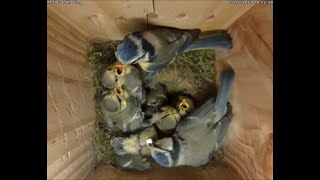 Beide Eltern arbeiten fleißig!