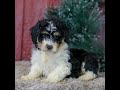 Mini Aussiedoodle dogs for sale: Sophia - Video 1