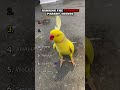 Ranking The Funniest Parrot Sounds Part 2