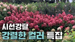 화려함에 화려함을 더해 죽여주는 컬러 특집! 식물집사분들을 위해 진-한 색깔만 모아놨습니다