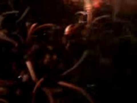 eclipse bar LS GRITOS