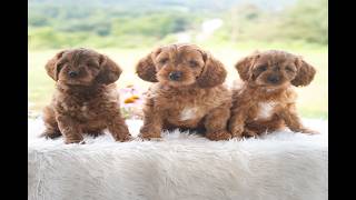 Video preview image #1 Cavapoo (Miniature) Puppy For Sale in PAXINOS, PA, USA