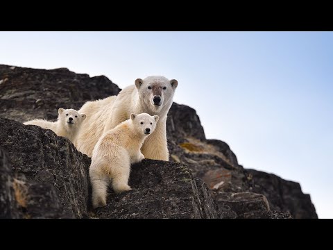 Svalbard - Teaming with polar bears, walrus, and so much more, there's simply no place like Svalbard