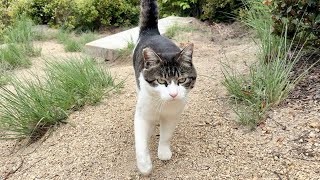 少し離れたら側に来てくれる人懐っこくて可愛い猫ちゃん