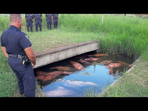 60 sonderbare Dinge, die gerade auf der Welt passieren [von der Kamera eingefangen]