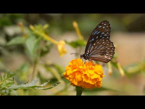 free flowers background || no copiright video