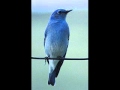 Buffalo Springfield - Flying On the Ground Is Wrong