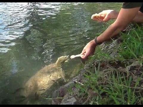 How NOT to catch a Soft Shell Turtle by the hands!