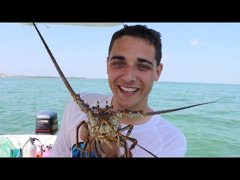 Spiny LOBSTER FIGHTS Back