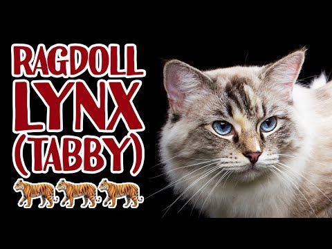 Ragdoll lynx / tabby