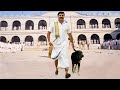 Mammootty S Basha The Boss Katrina Kaif Blockbuster Hindi Dubbed Action Movie