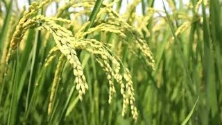 🌾コメ価格が止まらない…政府の決断が日本農業を救う！？⚠️🚨新米価格に異変！備蓄米買い戻しが最後の切り札か🌾