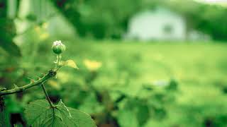 Isle of Islay - Donovan (cover)