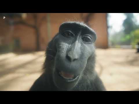 Black Macaque Looking At Camera And Smiling | 4K | Music