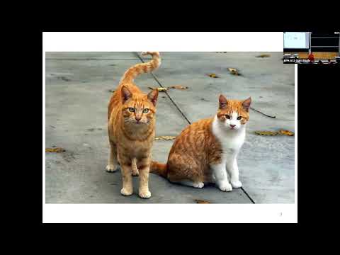 CMU Introduction To Deep Learning 11-785, Fall 2025: Lecture 10