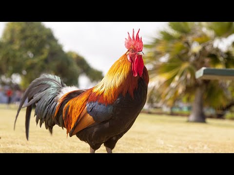 Rooster Crowing Compilation