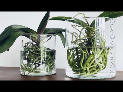 How To Grow Orchids In Full Water Culture And Semi Water Culture