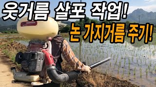 20년차 벼농사꾼이 알려주는 모내기 끝내고 논 웃거름 주는 시기! 웃거름 주는 방법 & 가지거름 주는 방법