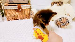 ハーフ犬の動画02