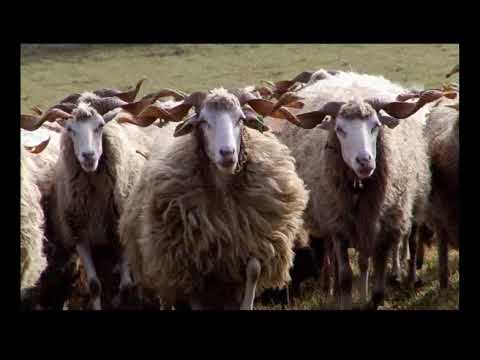 Coquelhada marralheira