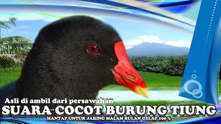Download lagu COVER Asli diambil dari persawahan (SUARA COCOT BURUNG TIUNG) mp3