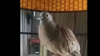 Download lagu PERKUTUT GAJAH MADA( GACOR) PEMIKAT mp3 Download lagu PERKUTUT GAJAH MADA( GACOR) PEMIKAT mp3