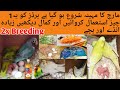 march to september best low price breeding food for love birds budgies cockatiel l the parrot master