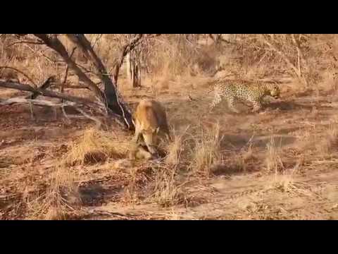 Huks & Xidulu Clash With Hyena