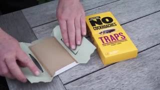 How to Set Cockroaches Traps
