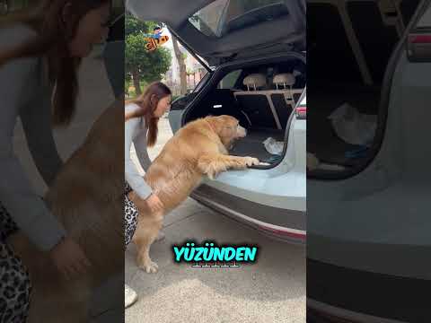 Köpek Veteriner İstemiyor..❗️😳