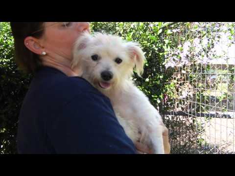 Vikki, an adopted Poodle & Maltese Mix in Houston, TX_image-1