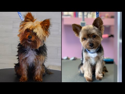 Yorkie Transformation! Grooming Yorkshire Terrier