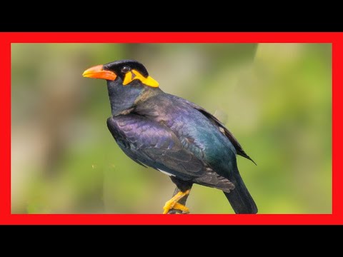 Beo posvätný (Gracula religiosa) — starostlivosť, voliéra a kŕmenie