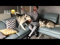Husky Siberiano  - The Funny Differences Between Male and Female Huskies!