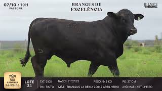 LOTE 24  3105