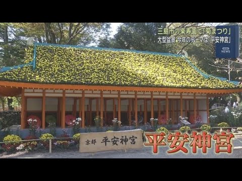 YouTube Video 今年のテーマは創建１３０周年を迎えた平安神宮　三島市の「楽寿園」で「菊まつり」開催中