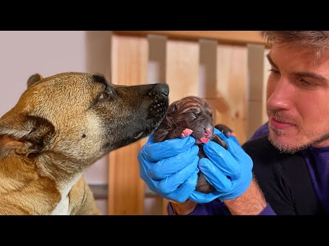 Helping My Pregnant Foster Dog Give Birth To ... - YouTube