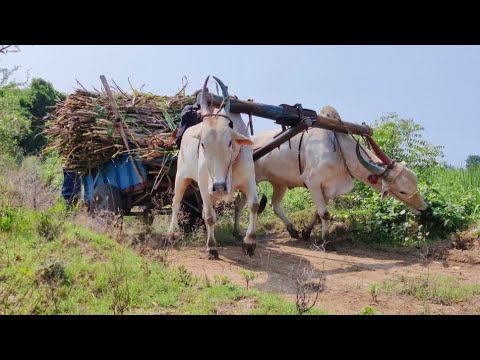 Bullock Cart Heavy Load Pulling Performance | Bullock Cart Ride