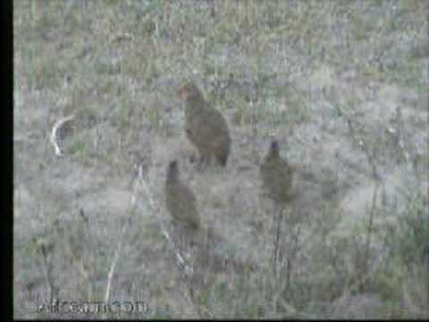 Swainson's Spurfowl with Chicks at Nkorho 04/20/08