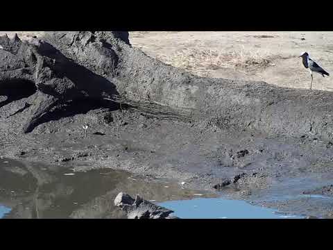 Djuma: Hippo, Nyala bull and Blacksmith Lapwing chicks  - 15:27 - 10/12/19