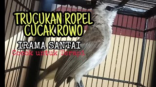 Download lagu TRUCUKAN ROPEL GACOR ISIAN CUCAK ROWO NGELAGU SANT... mp3